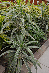 Warneckii Dracaena (Dracaena fragrans 'Warneckii') at Ward's Nursery & Garden Center