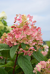 Quick Fire Hydrangea (tree form) (Hydrangea paniculata 'Bulk') at Ward's Nursery & Garden Center