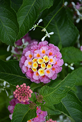 Luscious Pinkberry Blend Lantana (Lantana camara 'Luscious Pinkberry Blend') at Ward's Nursery & Garden Center