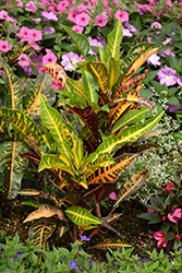 Variegated Croton (Codiaeum variegatum) at Ward's Nursery & Garden Center