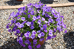 Surfinia Heavenly Blue Petunia (Petunia 'Surfinia Heavenly Blue') at Ward's Nursery & Garden Center