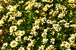 UpTick Cream and Red Tickseed (Coreopsis 'Balupteamed') at Ward's Nursery & Garden Center