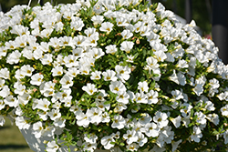 Superbells White Calibrachoa (Calibrachoa 'Balcal14141') at Ward's Nursery & Garden Center