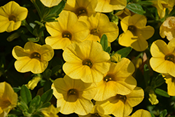 Superbells Yellow Calibrachoa (Calibrachoa 'Balcal1004') at Ward's Nursery & Garden Center
