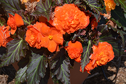 Nonstop Mocca Bright Orange Begonia (Begonia 'Nonstop Mocca Bright Orange') at Ward's Nursery & Garden Center