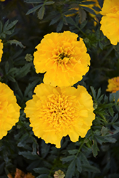Bonanza Yellow Marigold (Tagetes patula 'Bonanza Yellow') at Ward's Nursery & Garden Center