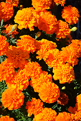 Bonanza Deep Orange Marigold (Tagetes patula 'PAS1220004') at Ward's Nursery & Garden Center