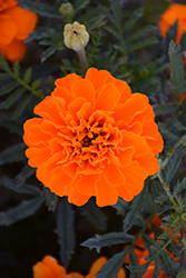 Bonanza Deep Orange Marigold (Tagetes patula 'PAS1220004') at Ward's Nursery & Garden Center
