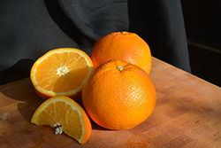 Navel Orange (Citrus sinensis 'Navel') at Ward's Nursery & Garden Center
