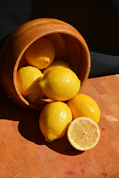 Meyer Lemon (Citrus x meyeri) at Ward's Nursery & Garden Center