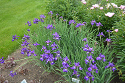 Ruffled Velvet Iris (Iris sibirica 'Ruffled Velvet') at Ward's Nursery & Garden Center