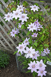Nelly Moser Clematis (Clematis 'Nelly Moser') at Ward's Nursery & Garden Center