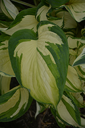 Vulcan Hosta (Hosta 'Vulcan') at Ward's Nursery & Garden Center