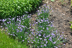 Lucerne Blue-Eyed Grass (Sisyrinchium angustifolium 'Lucerne') at Ward's Nursery & Garden Center