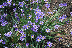 Lucerne Blue-Eyed Grass (Sisyrinchium angustifolium 'Lucerne') at Ward's Nursery & Garden Center