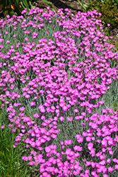 Firewitch Pinks (Dianthus gratianopolitanus 'Firewitch') at Ward's Nursery & Garden Center