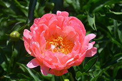 Coral Sunset Peony (Paeonia 'Coral Sunset') at Ward's Nursery & Garden Center