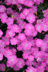 Firewitch Pinks (Dianthus gratianopolitanus 'Firewitch') at Ward's Nursery & Garden Center