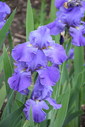 Feed Back Iris (Iris 'Feed Back') at Ward's Nursery & Garden Center