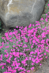 Firewitch Pinks (Dianthus gratianopolitanus 'Firewitch') at Ward's Nursery & Garden Center