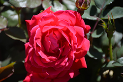 Knock Out Rose (Rosa 'Radrazz') at Ward's Nursery & Garden Center