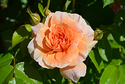 At Last Rose (Rosa 'HORCOGJIL') at Ward's Nursery & Garden Center
