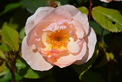 Peachy Knock Out Rose (Rosa 'Radgor') at Ward's Nursery & Garden Center