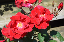 Winner's Circle Rose (Rosa 'Radwin') at Ward's Nursery & Garden Center