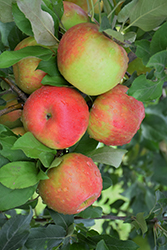 Honeycrisp Apple (Malus 'Honeycrisp') at Ward's Nursery & Garden Center