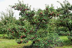 Red Delicious Apple (Malus 'Red Delicious') at Ward's Nursery & Garden Center