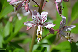 White Gas Plant (Dictamnus albus) at Ward's Nursery & Garden Center