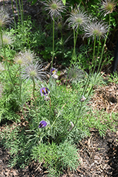 Pasqueflower (Pulsatilla vulgaris) at Ward's Nursery & Garden Center