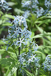 Narrow-Leaf Blue Star (Amsonia hubrichtii) at Ward's Nursery & Garden Center