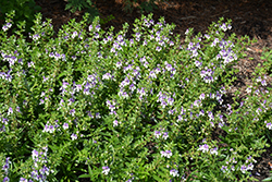 Angelface Wedgewood Blue Angelonia (Angelonia angustifolia 'Angelface Wedgewood Blue') at Ward's Nursery & Garden Center
