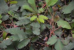 Sensitive Plant (Mimosa pudica) at Ward's Nursery & Garden Center