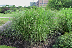 Sarabande Maiden Grass (Miscanthus sinensis 'Sarabande') at Ward's Nursery & Garden Center