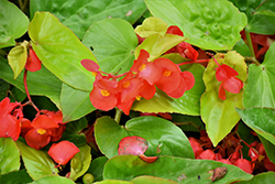 Canary Wings Begonia (Begonia 'Canary Wings') at Ward's Nursery & Garden Center