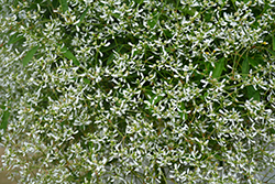 Diamond Frost Euphorbia (Euphorbia 'INNEUPHDIA') at Ward's Nursery & Garden Center