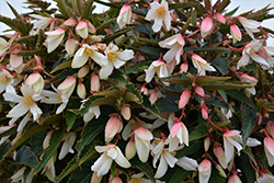 Bossa Nova Pure White Begonia (Begonia boliviensis 'Bossa Nova Pure White') at Ward's Nursery & Garden Center