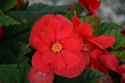 Nonstop Red Begonia (Begonia 'Nonstop Red') at Ward's Nursery & Garden Center