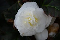 Nonstop Mocca White Begonia (Begonia 'Nonstop Mocca White') at Ward's Nursery & Garden Center