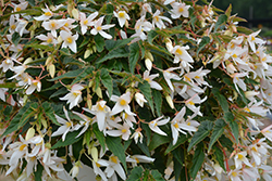 Waterfall Encanto White Begonia (Begonia boliviensis 'Encanto White') at Ward's Nursery & Garden Center