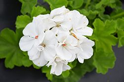 Calliope Medium White Geranium (Pelargonium 'Calliope Medium White') at Ward's Nursery & Garden Center