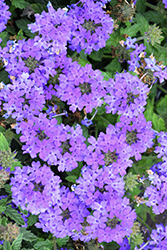 Superbena Royale Chambray Verbena (Verbena 'Superbena Royale Chambray') at Ward's Nursery & Garden Center