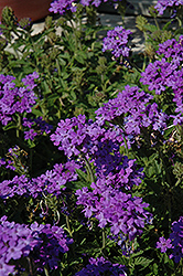 Superbena Royale Chambray Verbena (Verbena 'Superbena Royale Chambray') at Ward's Nursery & Garden Center