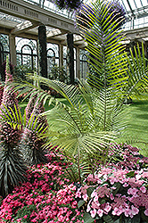 Majesty Palm (Ravenea rivularis) at Ward's Nursery & Garden Center