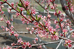 Redhaven Peach (Prunus persica 'Redhaven') at Ward's Nursery & Garden Center