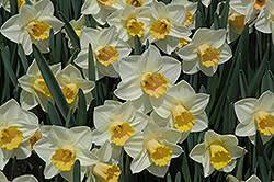 Salome Daffodil (Narcissus 'Salome') at Ward's Nursery & Garden Center