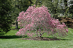 Ann Magnolia (Magnolia 'Ann') at Ward's Nursery & Garden Center