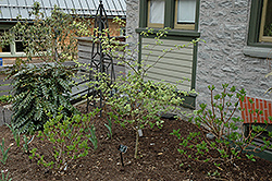 Ena Nishiki Variegated Disanthus (Disanthus cercidifolius 'Ena Nishiki') at Ward's Nursery & Garden Center